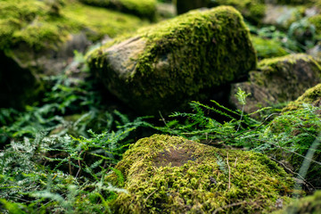 green moss on stones in forest