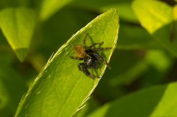 jumping spider on the green leaf