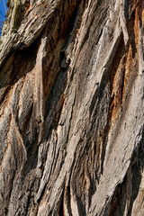 Ecorce d'acacia texture