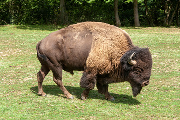 Bison