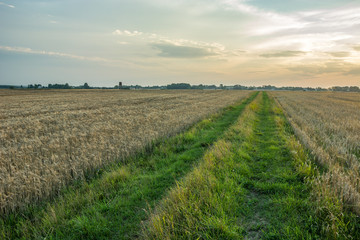 Fototapeta na wymiar Grassy road through the fields