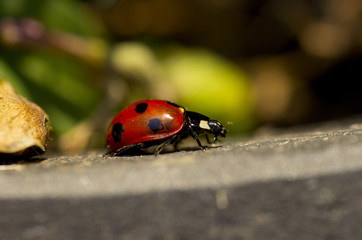 ladybug on stone