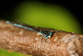 Libellule