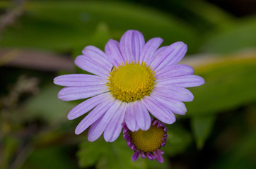 Obraz premium closeup of violet daisy flower