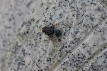 black fly on the stone