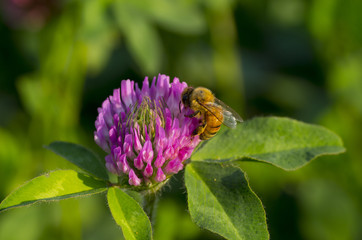 bee on violet clover flower
