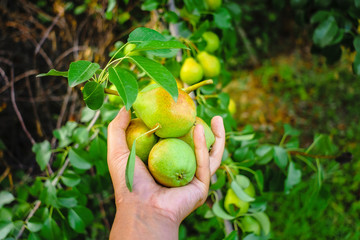 harvest of ripe pears in hand