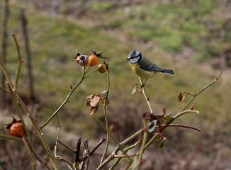 Mésange à tête bleue