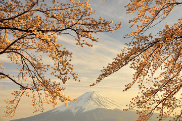 Mountain Fuji with cherry blossom at kawaguchiko  