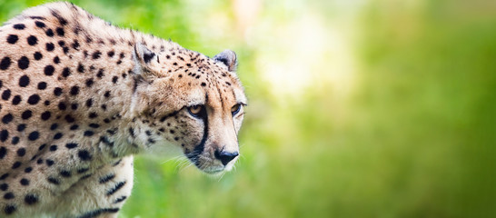 Cheetah looking alerted during hunting