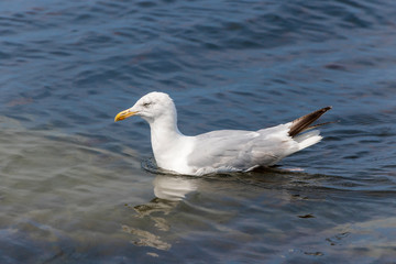 Seagull swims in the sea in light waves