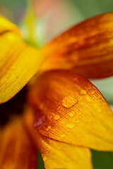 Flower Waterdrops Makro