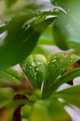 Flower Waterdrops Makro