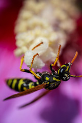 Wesp Makro Flower