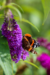 Butterfly Makro Flower