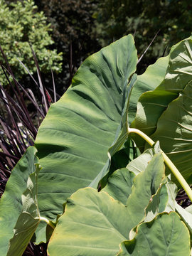 Colocasia esculenta | Grandes feuilles cordiformes, vein&eacute;es, charnues, vert fonc&eacute; en forme d'oreilles d'&eacute;l&eacute;phant du taro ou Colocase