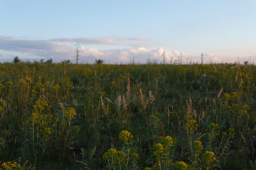 Wild plants in the meadow at sunset