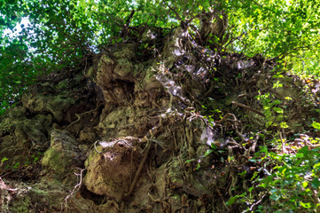 Vistdal sentiero 247G li Vurgacci a Pioraco nelle Marche in Italia