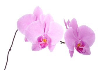 Plakat Purple orchids isolated on white.