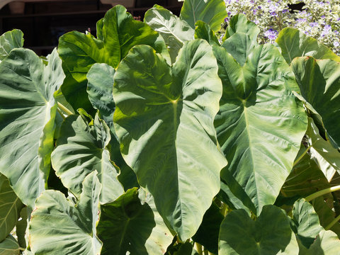Grandes feuilles cordiformes, vein&eacute;es, charnues, vert fonc&eacute; en forme d'oreilles d'&eacute;l&eacute;phant du taro ou Colocase (Colocasia esculenta)