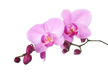 Naklejka na ściany i meble Purple orchids isolated on white.