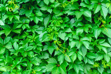 Fototapeta na wymiar natural background of green leaves texture
