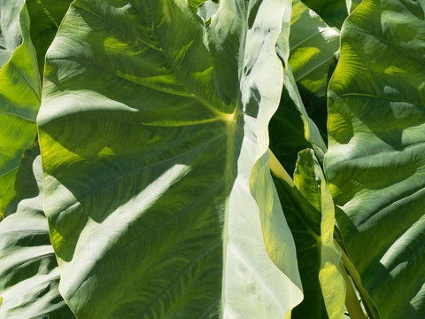 Colocasia esculenta | Grandes feuilles cordiformes, vein&eacute;es, charnues, vert fonc&eacute;, l&eacute;g&egrave;rement violet,  en forme d'oreilles d'&eacute;l&eacute;phant du taro ou Colocase 