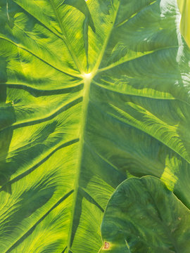 Gros plan sur une feuille de taro ou colocasia esculenta
