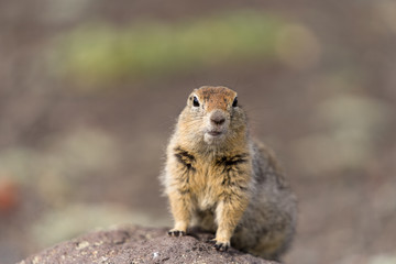 Naklejka na ściany i meble Portrait of a brave curious ground squirrel (Latin: Spermophilus. Also known as suslik or souslik) looking around on the rock. Base camp under Avacha volcano in Kamtchatka peninsula, Russian far East.