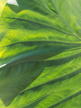 Gros plan sur une feuille de taro ou colocasia esculenta