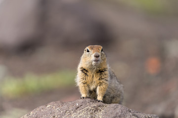 Portrait of a brave curious ground squirrel (Latin: Spermophilus. Also known as suslik or souslik) looking around on the rock. Base camp under Avacha volcano in Kamtchatka peninsula, Russian far East.