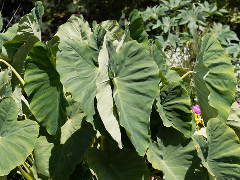 Colocasia esculenta | Taro ou Colocase 