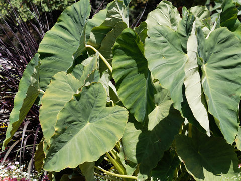 Colocasia esculenta | Grandes feuilles cordiformes, vein&eacute;es, charnues, vert fonc&eacute; en forme d'oreilles d'&eacute;l&eacute;phant du taro 
