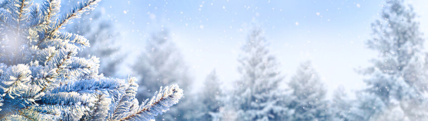 Blue winter christmas nature background, banner format. Snow-covered fir branches against defocused blurred forest and falling snow. Close-up, copy of space.