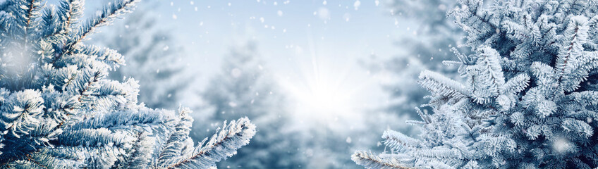 Blue winter christmas nature background frame, banner format. Snow-covered fir branches against defocused blurred forest and falling snow. Close-up, copy of space.