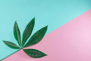 Fototapeta na wymiar dark green palm leaves on pink and blue background for design