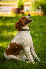 Brittany dog female sitting on a grass in summer day