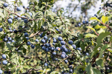 Wild small prunes, tree branches strewn with fruits