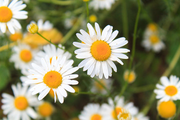 Fototapeta premium Bright and colorful daisies. floral background.