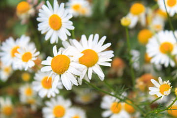 Bright and colorful daisies. floral background.