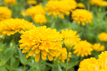 fresh yellow chrysanthemum blossom flower