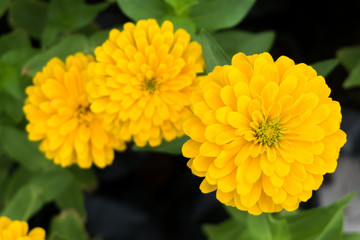 fresh yellow chrysanthemum blossom flower