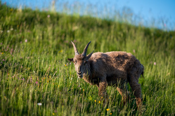 junger Steinbock in grüner Alpwiese in den Berner Alpen