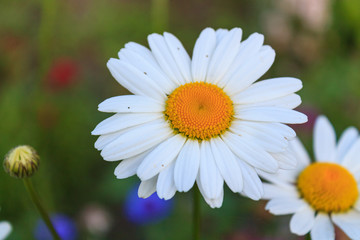 Obraz premium Bright and colorful daisies. floral background.