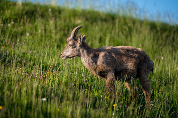 junger Steinbock in grüner Alpwiese in den Berner Alpen