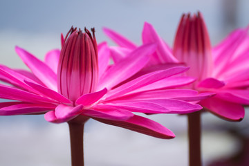 pink lotus flower in pond , tropical natural water lilly blossom in lake or garden in spring season