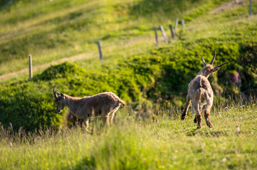 playful young ibex on a alpine meadow in the swiss alps