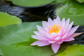 bright pink lotus flower in pond , tropical natural water lilly blossom in lake or garden in spring...