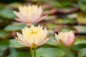 yellow lotus flower in pond , tropical natural water lilly blossom in lake or garden in spring season