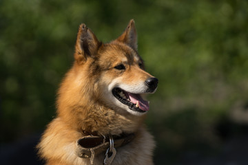 Fototapeta premium Portrait of Laika dog who is protecting tourists in Kamchatka peninsula from big brown bears. Sunny summer day in Russian far east. 